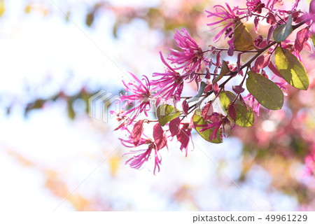紅花Tokiwamansaku（紅花Tokonkaku Makoto） 49961229