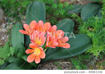 The beginning of the bloom of kunsilan 49961348