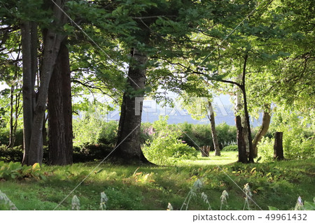 雨後的陽光 49961432
