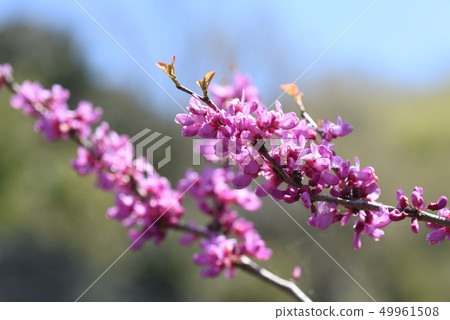 Redbud (Hanasoyoshi) Redbud (Hanasoyoshi) 49961508