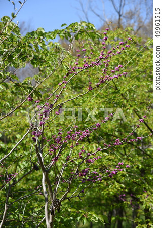 Redbud (Hanasoyoshi) Redbud (Hanasoyoshi) 49961515