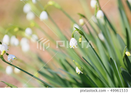 雪花花 雪花花 49961533