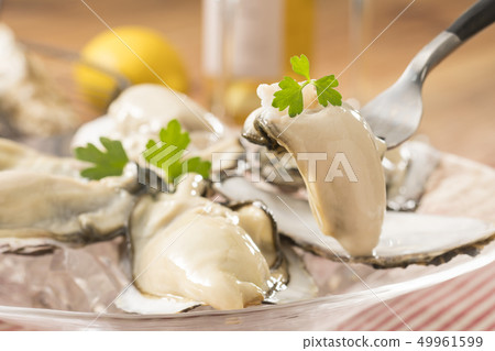 Oyster Oyster 49961599