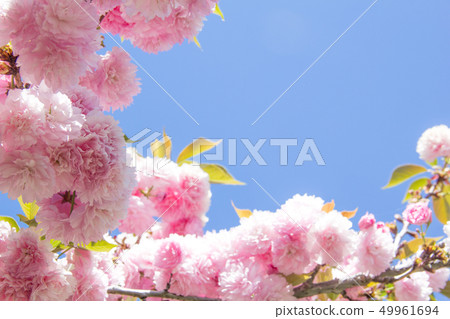 Sekiyama Sakura Kanzan Cherry Kwansan Cherry Satozakura Yae Sakura 49961694