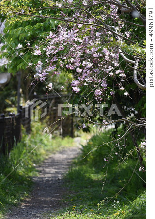 Cherry tree in full bloom  Cherry tree in full bloom  49961791