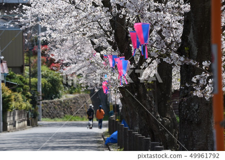 Cherry tree in full bloom  Cherry tree in full bloom  49961792