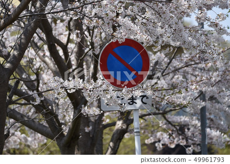 Cherry tree in full bloom  Cherry tree in full bloom  49961793