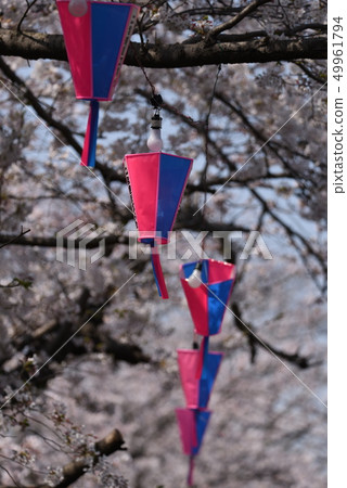 Cherry tree in full bloom  Cherry tree in full bloom  49961794