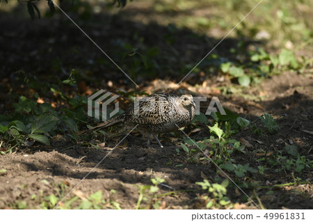 野雞女性女性野雞野生鳥日本關東鳥國家鳥 49961831