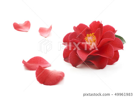 Camellia flower Camellia flower 49961983