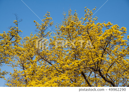 Rikijima Park Sanshu群馬縣前橋市 49962290