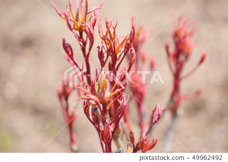 牡丹的花蕾 49962492