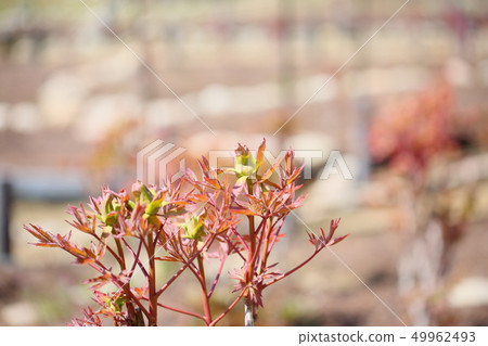 Bud of Peony 49962493