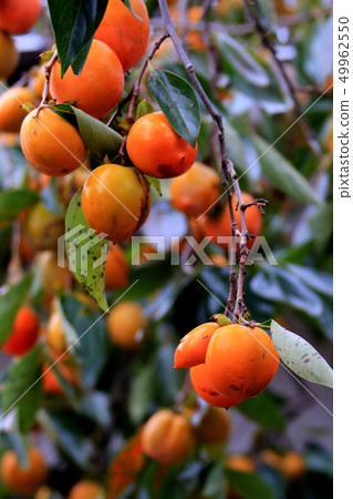 Persimmon nuts Persimmon nuts 49962550