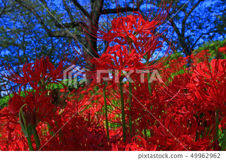 Cluster amaryllis 49962962