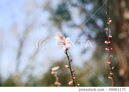 杏仁花 49963175