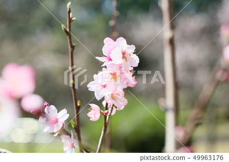 杏仁花 49963176