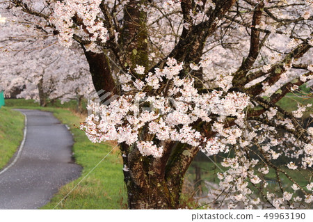 It is a cherry blossom that blooms along the bank of Kosagawa flowing through Yofu City, Hyogo Prefecture. The shooting time is in the morning. 49963190
