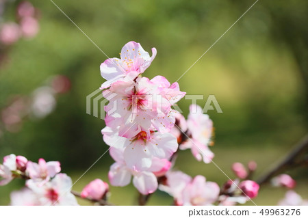 杏仁花 49963276