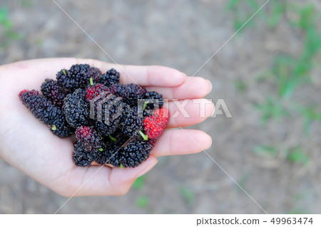 Fresh Mulberry fruits on hand, Mulberry with very Fresh Mulberry fruits on hand, Mulberry with very 49963474