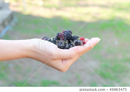 Fresh Mulberry fruits on hand, Mulberry with very Fresh Mulberry fruits on hand, Mulberry with very 49963475