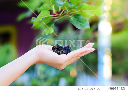 Fresh Mulberry fruits on hand. Fresh Mulberry fruits on hand. 49963483