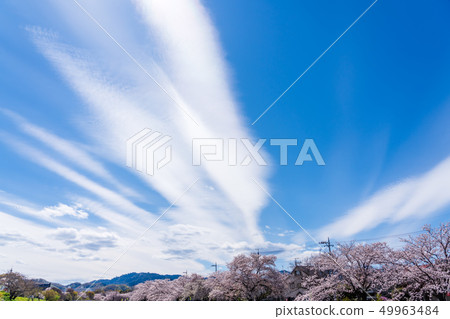 櫻花樹行在Hachioji Minami Asakawa俯視Mt. Takao 49963484