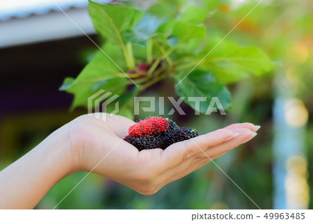 Fresh Mulberry fruits on hand. Fresh Mulberry fruits on hand. 49963485