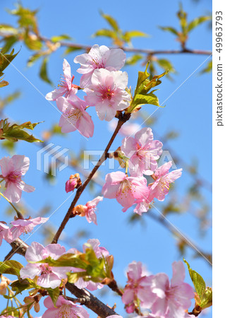 Tree: Kawazu cherry blossoms family of Gongendo 49963793