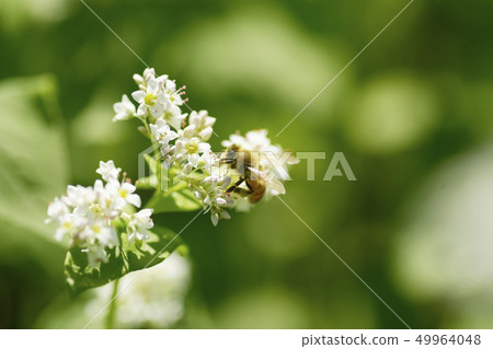 Buckwheat flower and honeybee buckwheat flower buckwheat flower honeybee honeybee honeybee insect honey 49964048