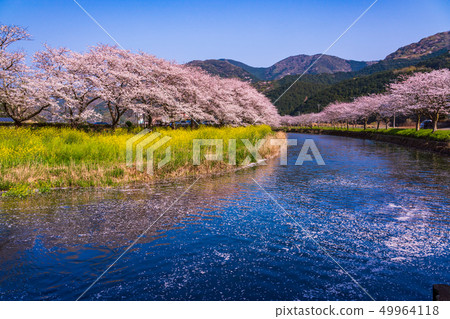 (Shizuoka Prefecture) Matsuzaki-cho, cherry blossoms of Nakagawa (Shizuoka Prefecture) Matsuzaki-cho, cherry blossoms of Nakagawa 49964118