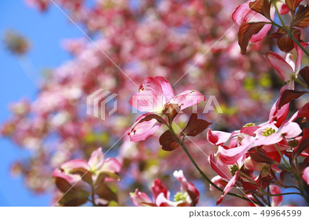 Dogwood and blue sky Dogwood and blue sky 49964599