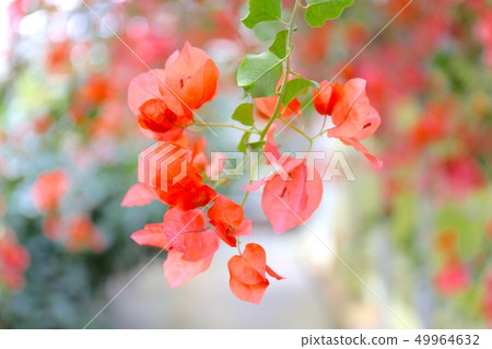 Bougainvillea flower 49964632