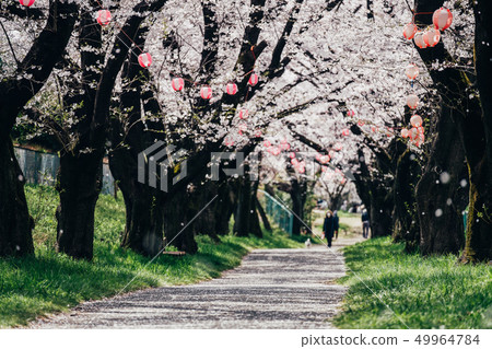Cherry blossoms lined with cherry blossoms Cherry blossoms lined with cherry blossoms 49964784