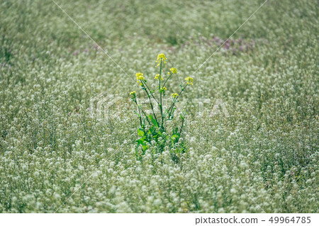 Rape blossom flower field Rape blossom flower field 49964785