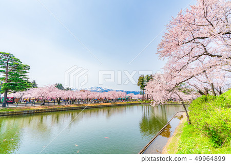 Cherry trees and Mt. Myoko in Takada Park, Joetsu City, Niigata Prefecture, Japan Cherry trees and Mt. Myoko in Takada Park, Joetsu City, Niigata Prefecture, Japan 49964899