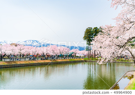 Cherry trees and Mt. Myoko in Takada Park, Joetsu City, Niigata Prefecture, Japan Cherry trees and Mt. Myoko in Takada Park, Joetsu City, Niigata Prefecture, Japan 49964900