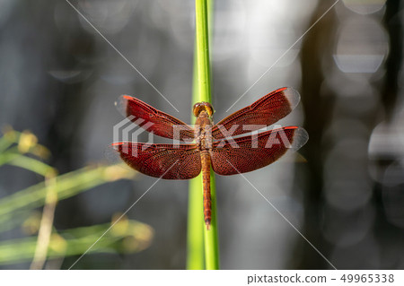 紅色蜻蜓關閉 49965338