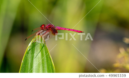 紅色蜻蜓關閉 紅色蜻蜓關閉 49965339