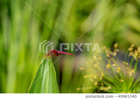 紅色蜻蜓關閉 49965340