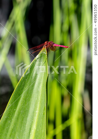 Red dragonfly close up Red dragonfly close up 49965350