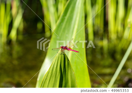 Red dragonfly close up Red dragonfly close up 49965353