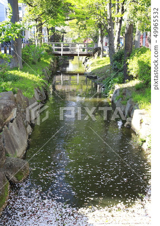 Kasai irrigation canal, Towa, Adachi-ku, Tokyo-Kameari, Katsushika-ku Kasai irrigation canal, Towa, Adachi-ku, Tokyo-Kameari, Katsushika-ku 49965532