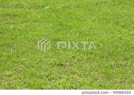 Green grass Green grass 49966569