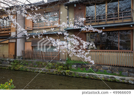 Around Gion Shirakawa 49966609