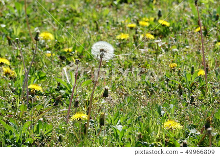 Dandelion (Koei Ura) Dandelion (Koei Ura) 49966809