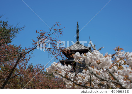 Omuro cherry blossoms Ninna-ji Omuro cherry blossoms Ninna-ji 49966818