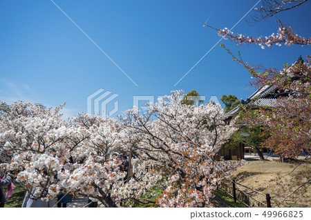 Omuro櫻花Ninna-ji Omuro櫻花Ninna-ji 49966825