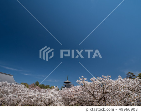 Omuro cherry blossoms Ninna-ji Omuro cherry blossoms Ninna-ji 49966908