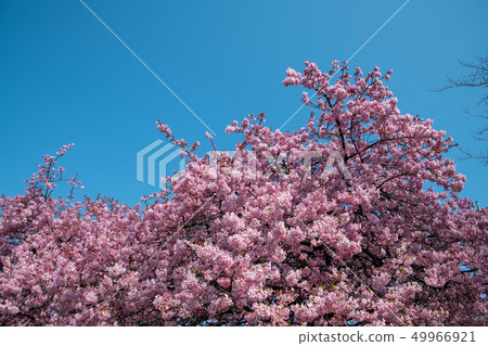群馬縣公園Tone河河床河津縣Kawazu Sakura Maebashi市 49966921
